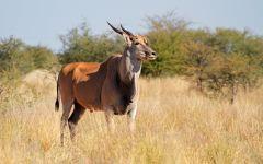 Eland in the zoo 202x84